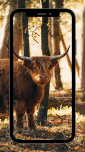 Highland Cow Wallpaper