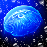 Jellyfish -  Appreciation icon
