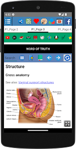 Vagina Anatomia