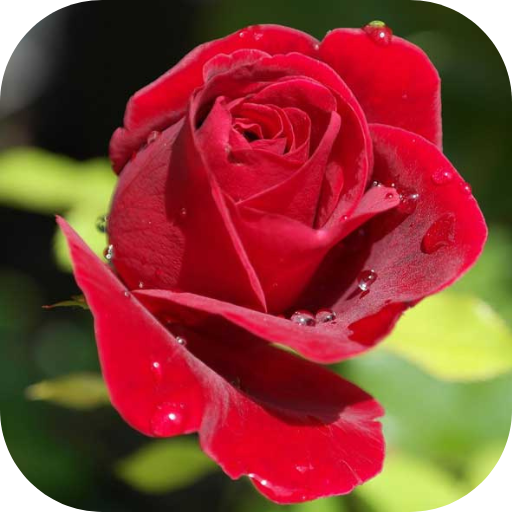 rose pic logo