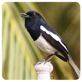Birdsounds Magpie Robin icon
