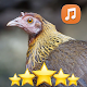 Female Red Junglefowl Sounds HD Download on Windows