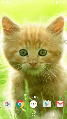 かわいい子猫ライブ壁紙 Androidアプリ Applion