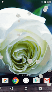 Screenshot 4 Rosas Blancas Fondo Pantalla android