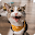 Cute Cat Wallpaper - Free Download on Windows