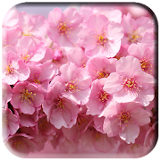 Top 20 Entertainment Apps Like Cherry Blossoms Wallpaper - Best Alternatives