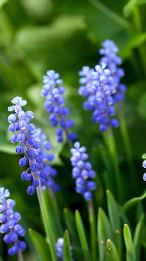 Grape Hyacinth Wallpaper