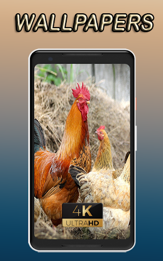 chicken nature beauty awesome pics nice Wallpaper