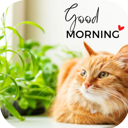 cat good morning Apps on Google Play