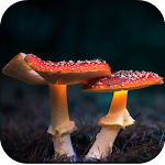 Mushroom Wallpaper HD APK