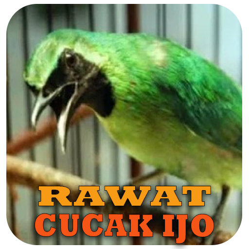 Cara Merawat Cucak Ijo