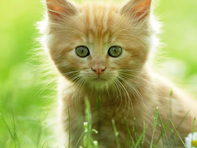 Plus de 70 fond d'écran chatons trop mignon et gratuit 308015-Fond d'écran de chaton trop mignon gratuit