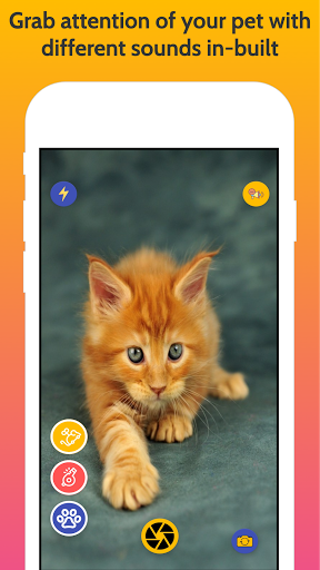 Cats Cam: Purrfect Pet Pics Screen 3