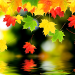 Cover Image of Herunterladen Autumn Leaves Wallpapers  APK
