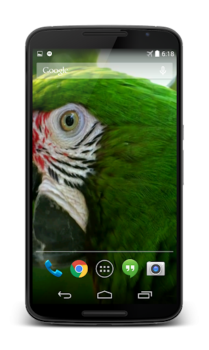 Parrot 3D Video Live Wallpaper Screen 3