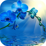Blue Orchid Live Wallpaper icon