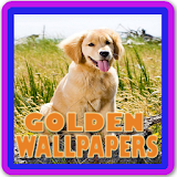 Golden Retriever Wallpaper icon
