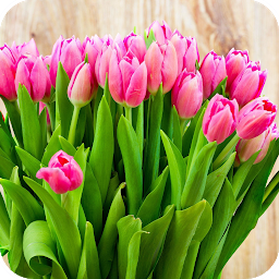 Icon image Tulips Wallpaper