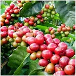 Cover Image of Tải xuống KALRO COFFEE 1.0 APK