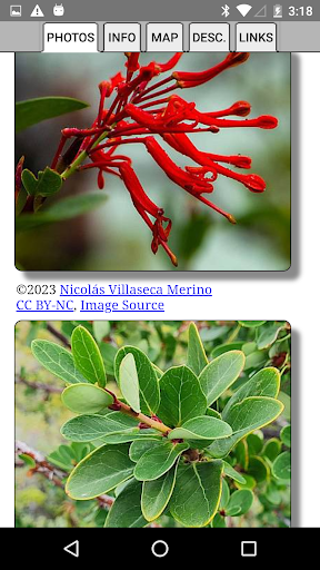 Argentina Wildflowers screenshot 2