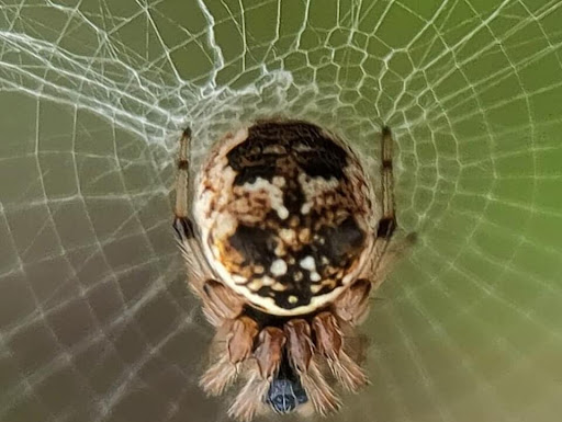 Insects Wallpapers HD 4K