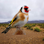 The singing goldfinch  Icon