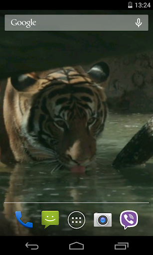 Android application Tiger Video Live Wallpaper screenshort