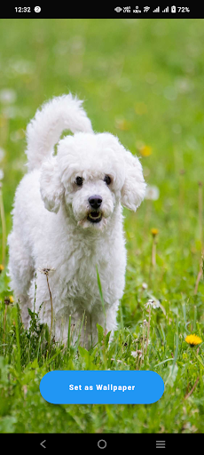 Android application White Dog Wallpaper screenshort