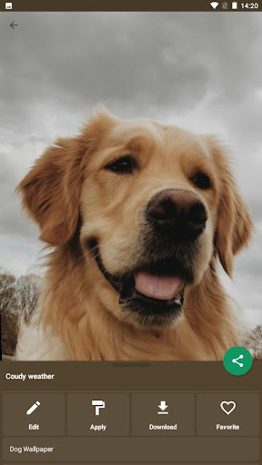 DogLuxe Wallpapers