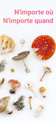 Picture Mushroom - Champignon Capture d'Écran de l'Application Android 2