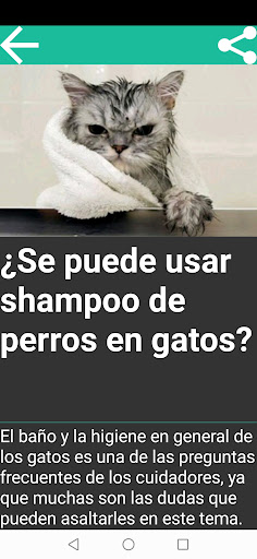 Razas De Gatos Screen 3