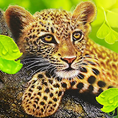 The Leopard MOD