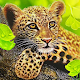 O leopardo