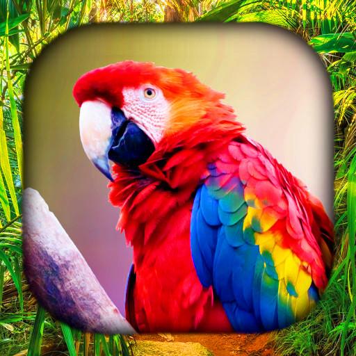 Tropical Birds Wallpaper Live  Icon