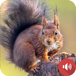 Icon image Squirrel Sounds