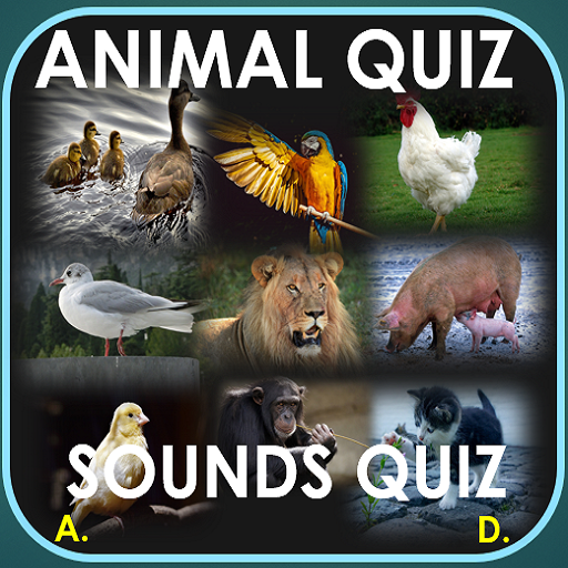 Квиз животные. Animal Quiz. Квиз животные рядом. Домашние животные квиз.