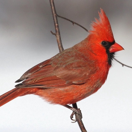 Northern Cardinal Wallpapers logo