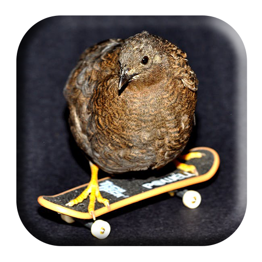 Buttonquail Sounds logo