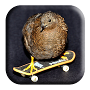 Buttonquail Sounds