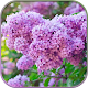 HD Lilac Flower Live Wallpaper دانلود در ویندوز