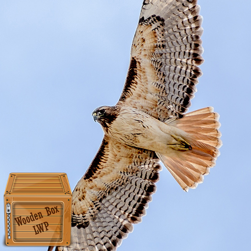 eagle photography logo