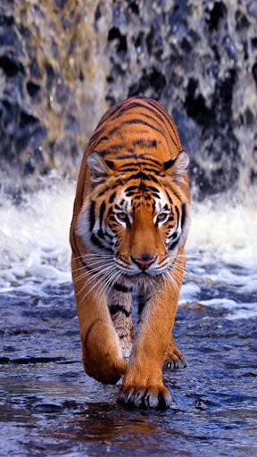✓ [Updated] Tiger Live Wallpaper 🐅 Wild Animal Background for PC / Mac /  Windows 11,10,8,7 / Android (Mod) Download (2023)
