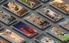 screenshot of Leopard Wallpaper