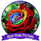 Best Rose Picture icon