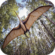 Pterosaur Flight Simulator 3D Download on Windows