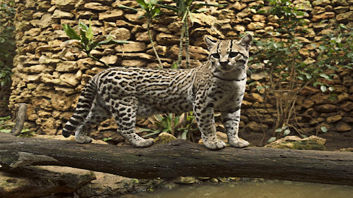 Exotic Cat Wallpapers Screenshot
