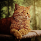 Cat Wallpapers HD icon