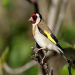Cover Image of डाउनलोड Educate your goldfinch 1.0 APK