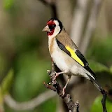 Educate your goldfinch icon