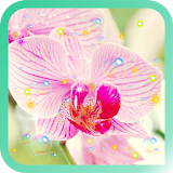 Orchid Amazing live wallpaper icon